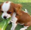 Szczenięta Cavalier King Charles Spaniel