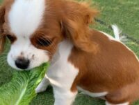 Szczenięta Cavalier King Charles Spaniel