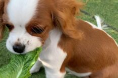 Szczenięta Cavalier King Charles Spaniel