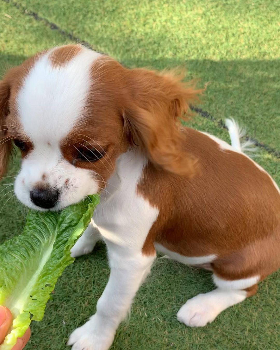 Szczenięta Cavalier King Charles Spaniel