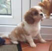 Szczenięta Cavalier King Charles Spaniel