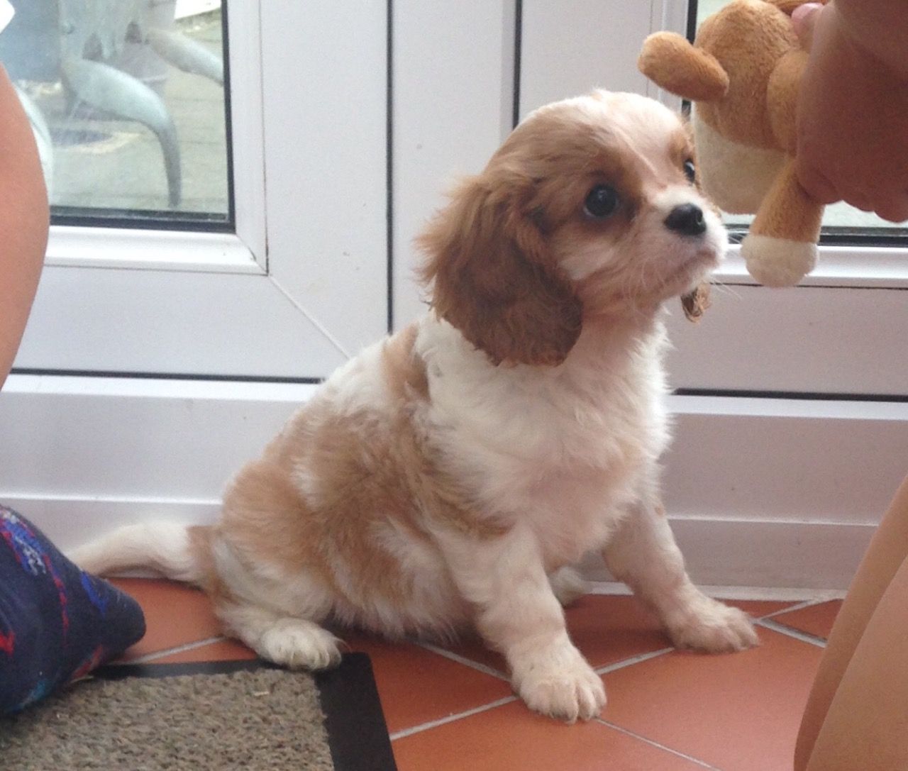 Szczenięta Cavalier King Charles Spaniel