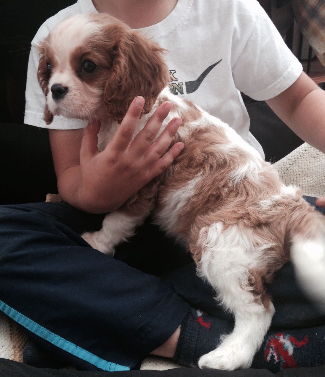 Szczenięta Cavalier King Charles Spaniel