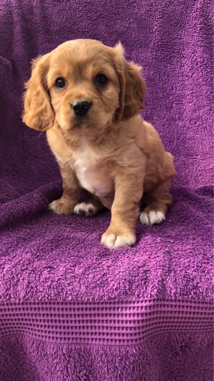 Szczenięta Cavalier King Charles Spaniel