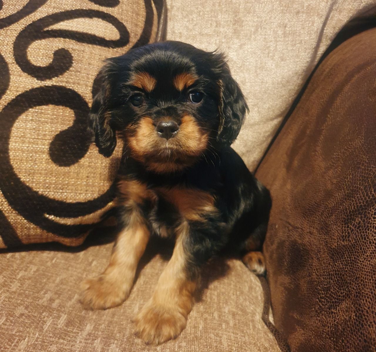 Szczenięta Cavalier King Charles Spaniel