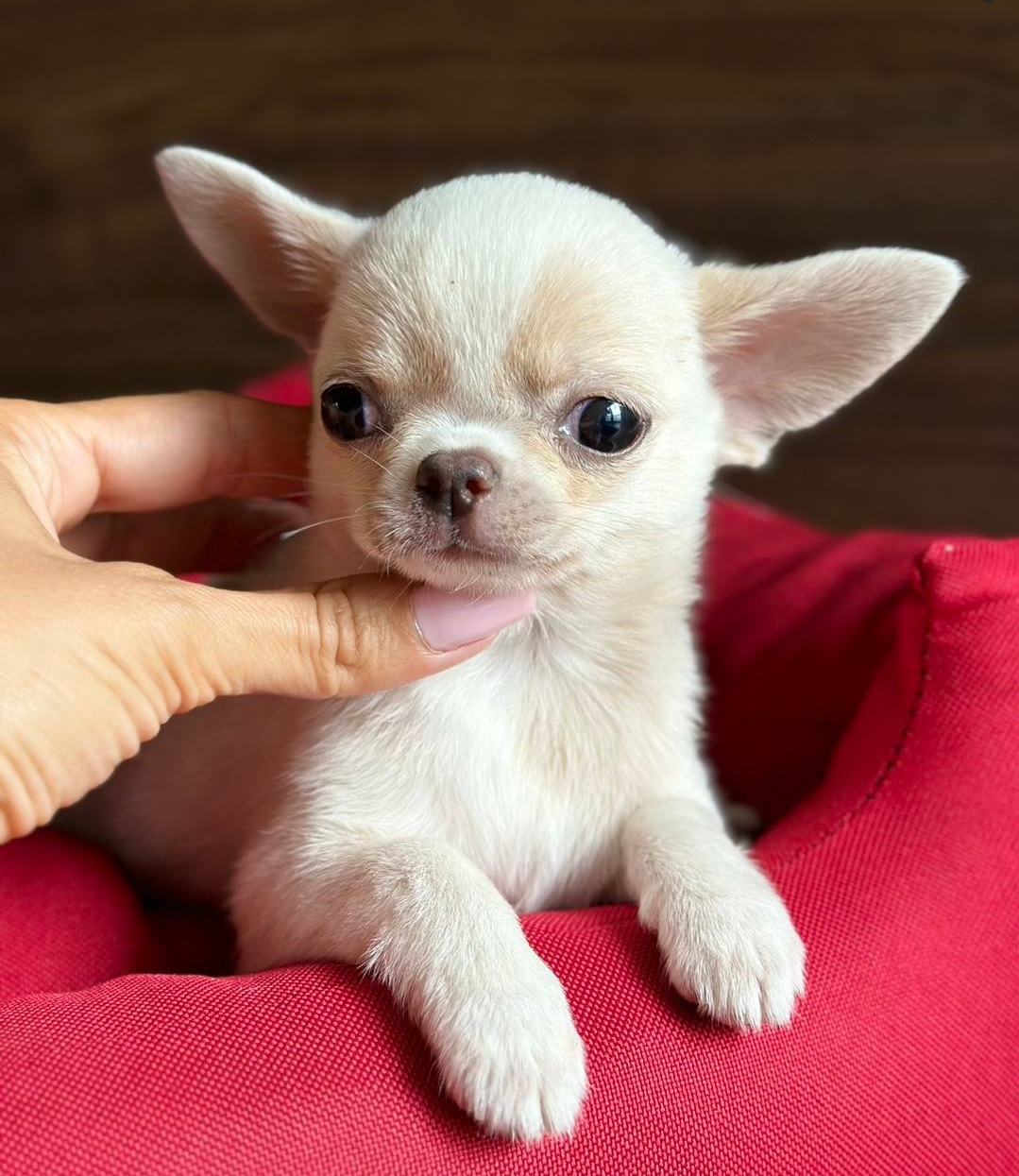 Цуценята чихуахуа