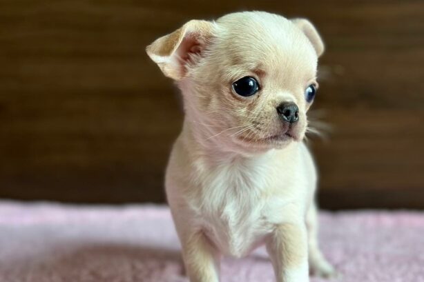 Цуценята чихуахуа