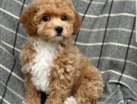 Цуценята кокапу