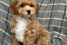 Цуценята кокапу