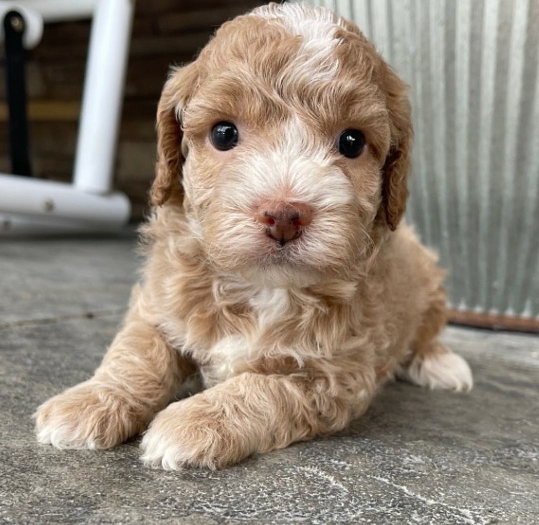 Цуценята кокапу