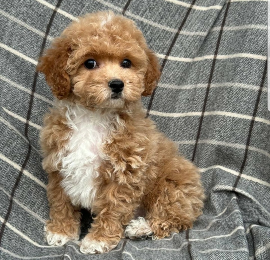 Цуценята кокапу