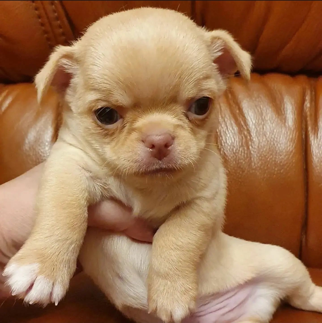 Цуценята чихуахуа