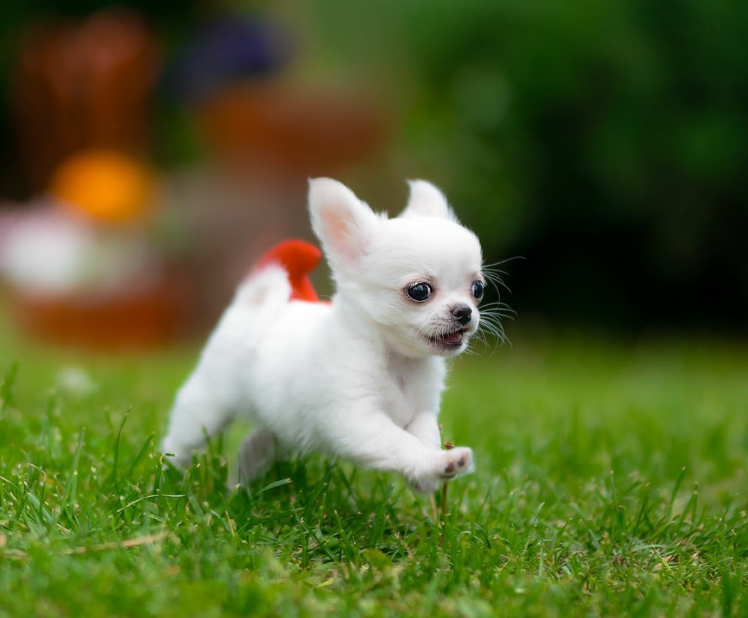 Цуценята чихуахуа