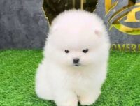 Цуценята померанського шпіца