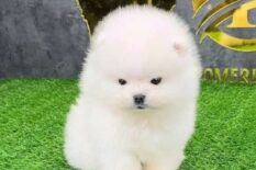 Цуценята померанського шпіца