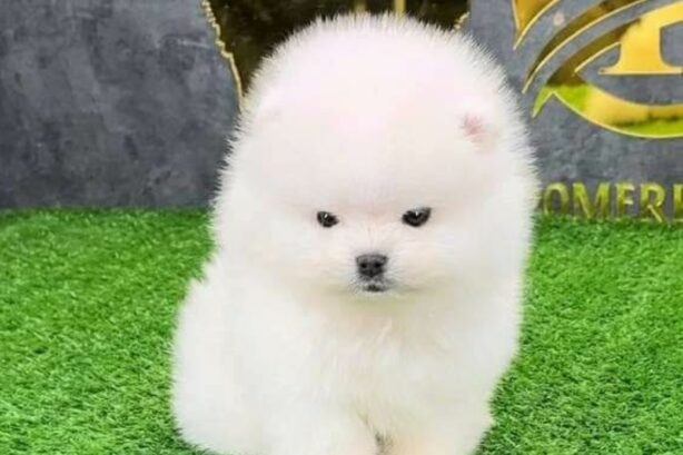 Цуценята померанського шпіца